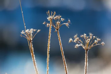 Türaufkleber Frozen meadow © Galyna Andrushko