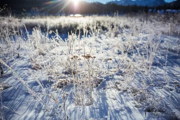 Zelfklevend Fotobehang Frozen meadow © Galyna Andrushko