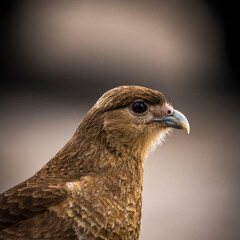 bird of prey