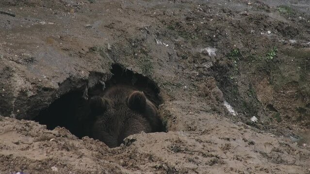 A brown bear measures its winter den