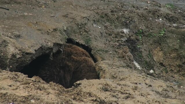 Wild bears arrange the den for hibernation in winter time,