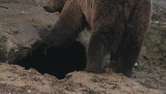 A brown bear looked questioningly at the winter hole he was digging