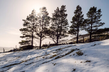 Fototapeta premium Row of green trees on a hill covered with snow. Stunning nature and cloudy sky in the background. County Sligo, Ireland. Winter season. Irish landscape.