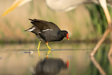Common moorhen (Gallinula chloropus)