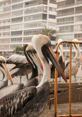 portrait of beautiful pelican