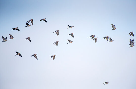 Colombacci in volo