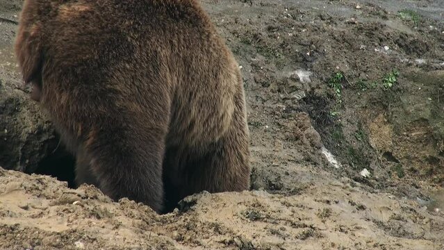 A male bear is preoccupied near a future den dug in the ground,  apple pro rez 422, denoise, tripod, eye level, wild animals