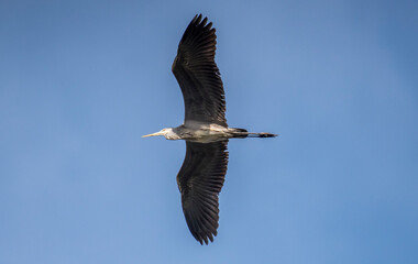 Airone cenerino in volo