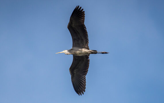 Airone cenerino in volo