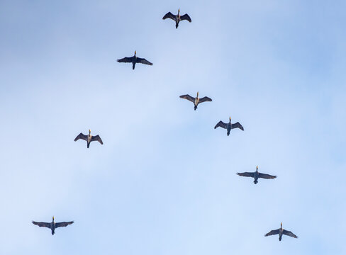 Cormorani in volo