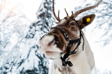 Close-up funny portrait of northern reindeer with massive antlers and fluffy furry nose covered by...