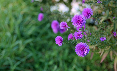 Fototapeta premium Callistefus flowers in the garden Purple flowers background image. Close-up