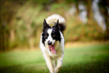 border collie dog