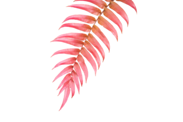 natural large red leaf