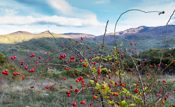 Tuscan-Emilian Apennines, holly plant in the foreground. Berceto, Parma.