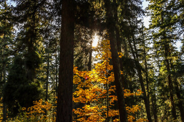 Fototapeta premium sun and tree