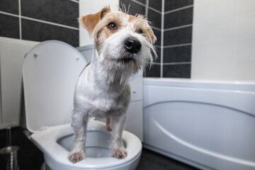 Jack Russell Terrier stands in the bathroom on a white toilet. A shell is visible in the...
