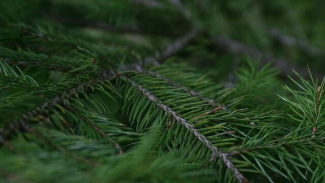 Green pine needles and branches close up in slow motion