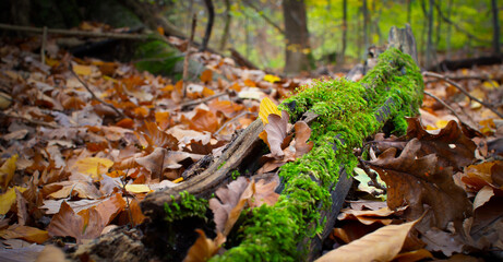 Obraz premium Moos auf Holz