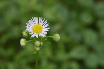 Annual fleabane ( Erigeron annuus ) flowers. Asteraceae plants with yellow tubular flowers in the center and white ray flowers around from June to October.