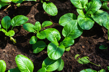 Grow organic vegetables at the garden.