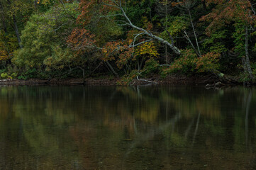薄暗い森の木々が水面に反射する湖畔の風景。日本の北海道の屈斜路湖。
