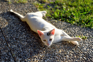 young kitten lying in the sun