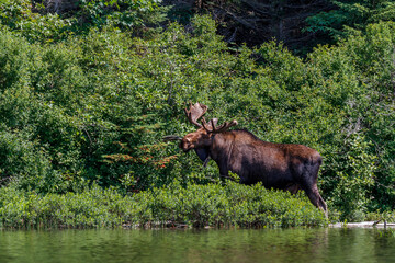Bull moose with velvet antlers standing in the shallow water of a lake while feeding on vegetation 