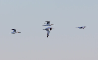 Northern Gannets in flight