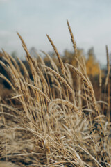 reed - grass family, autumn naturalistic landscape, dry grass. vertical, selective focus