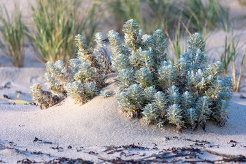 Otanthus plant on the beach