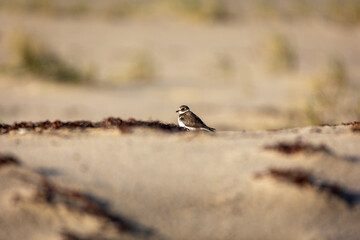 semipalmated plover on the beach