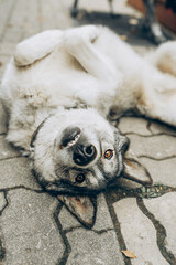 funny husky dog malamute is lying around and having fun. large domestic dogs. vertically, selective focus