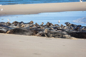 grey seals sunning on a beach