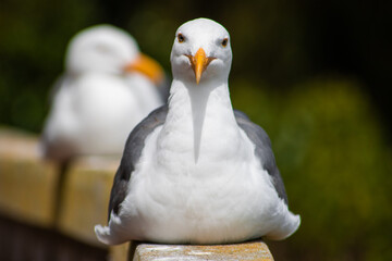 close up of a seagull