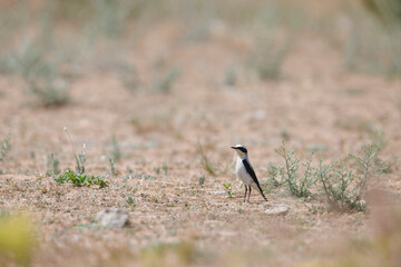 Reduce carbon footprint, preserving earth for the benefit of all living creatures, causes of climate change emissions of harmful gases, carbon dioxide contributes to global warming and environmental