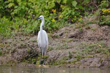 Reduce carbon footprint, preserving earth for the benefit of all living creatures, causes of climate change emissions of harmful gases, carbon dioxide contributes to global warming and environmental