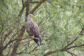 Different types of birds can be seen in their natural environment, where they are free to fly in the air and look for food.  The birds in natural environment are so much more beautiful and graceful