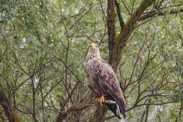Different types of birds can be seen in their natural environment, where they are free to fly in the air and look for food.  The birds in natural environment are so much more beautiful and graceful