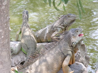 Iguanas tomando el sol en la orilla de un lago