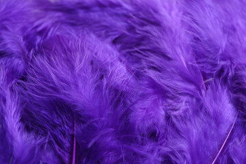 Many violet beautiful feathers as background, closeup