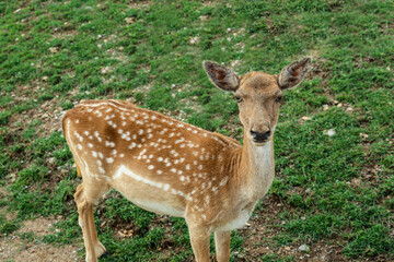 Naklejka na ściany i meble Beautiful deer in safari park on summer day