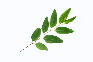 Eucalyptus leaves on white background.