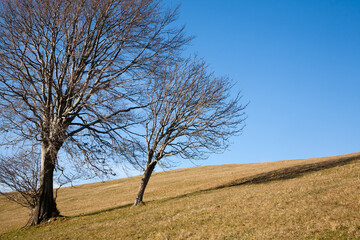 Isolated trees on blue sky. Minimal nature background.