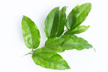 Fresh tiliacora triandra green leaves