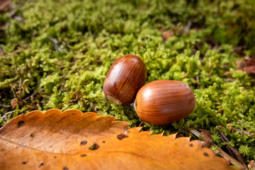 苔のに転がったどんぐりのズームアップ　秋の風景
