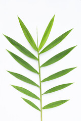 Ginger leaves on white background.