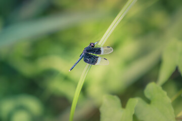 Dragonfly | Odonata, infraorder Anisoptera.