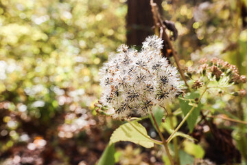 White flower
