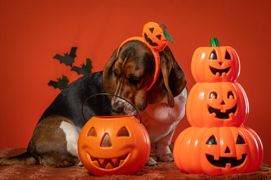 Cachorro com fantasia de abobora para Halloween